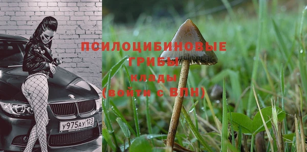 прущие грибы Кукмор