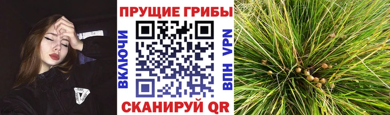 Галлюциногенные грибы прущие грибы  закладка  Киселёвск 
